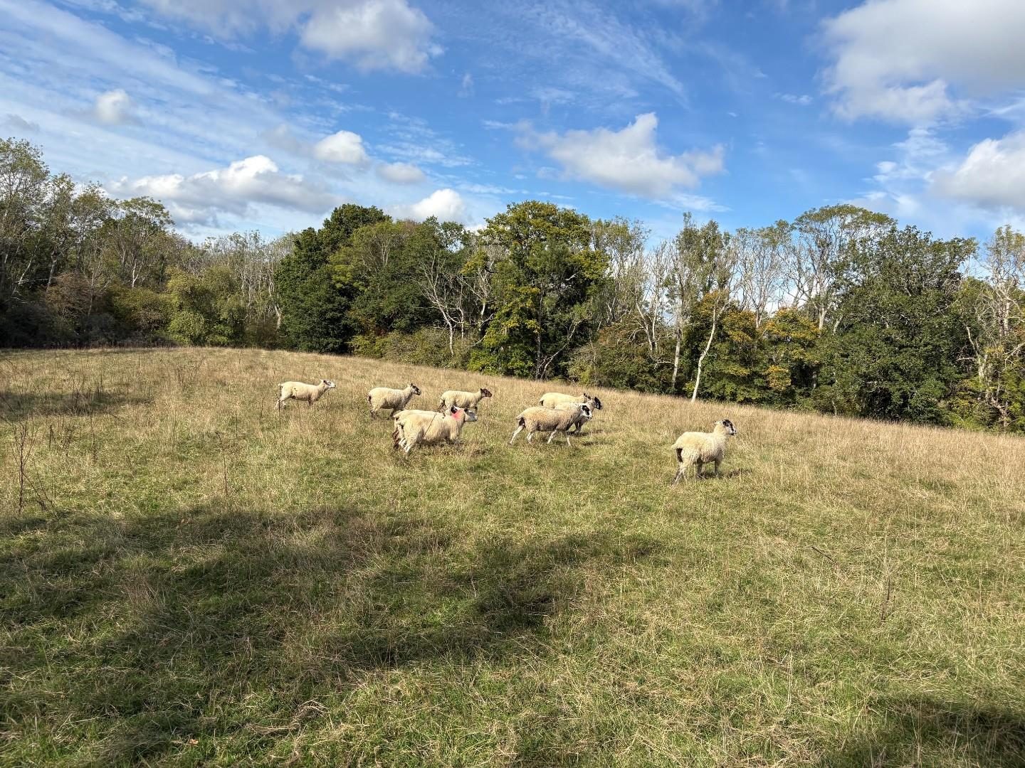 Lot B, Land off Horleigh Green Road, Five Ashes, Mayfield