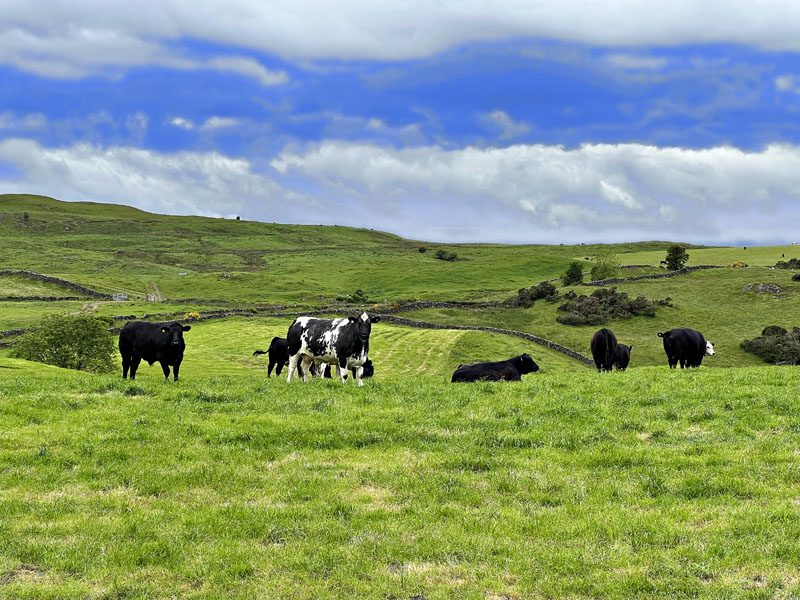 Trolane Farm