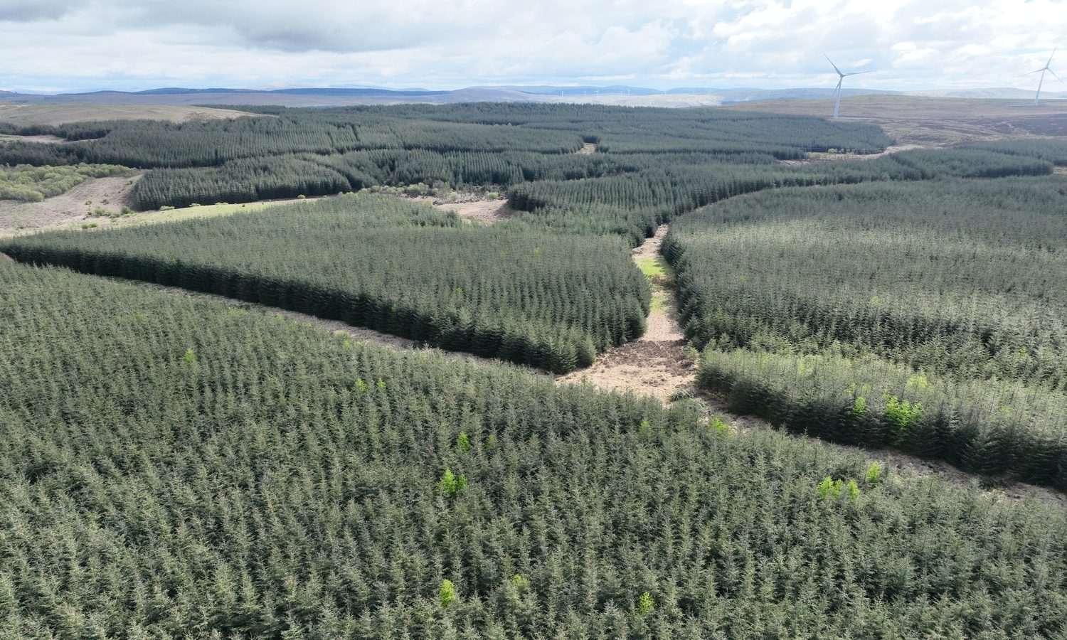 Craigdow Forest