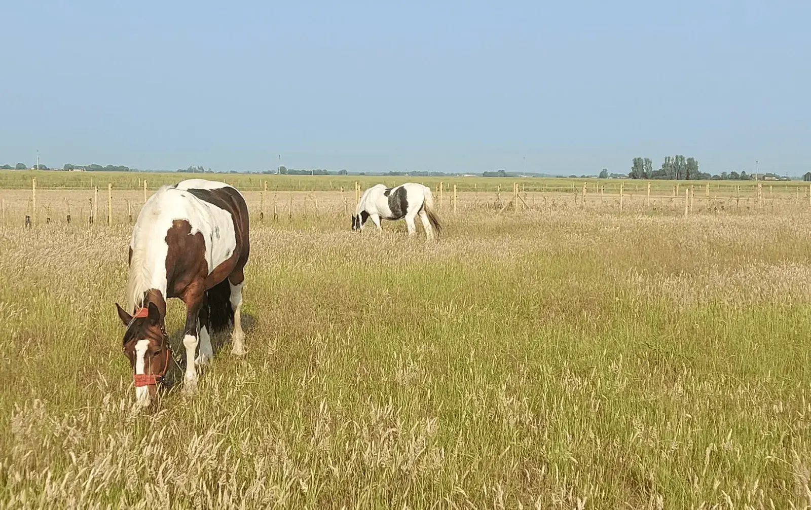 Equestrian with further land available in 22-acre Equestrian Property in Sutton
