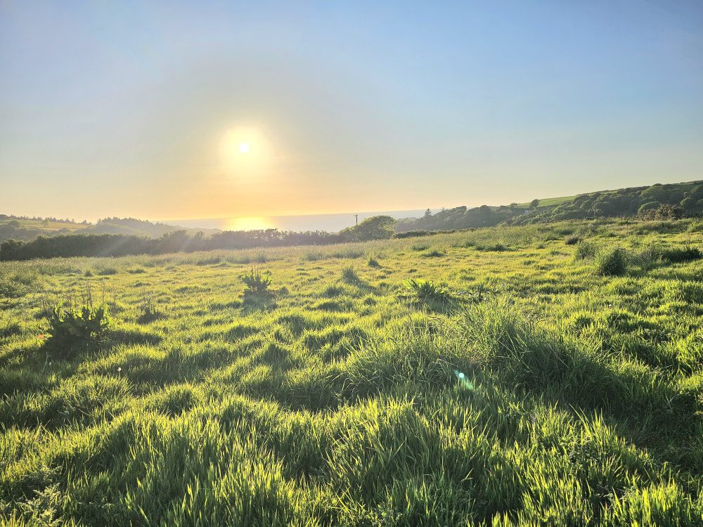 Brook Meadow